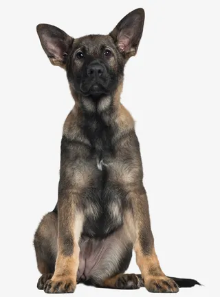 坐着的黑色小狗素材免抠