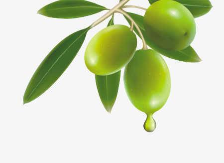 橄榄树枝免抠