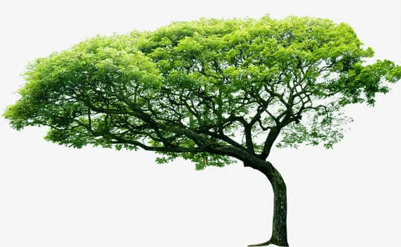 绿色春天风光景观大树免抠