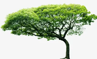 绿色春天风光景观大树免抠