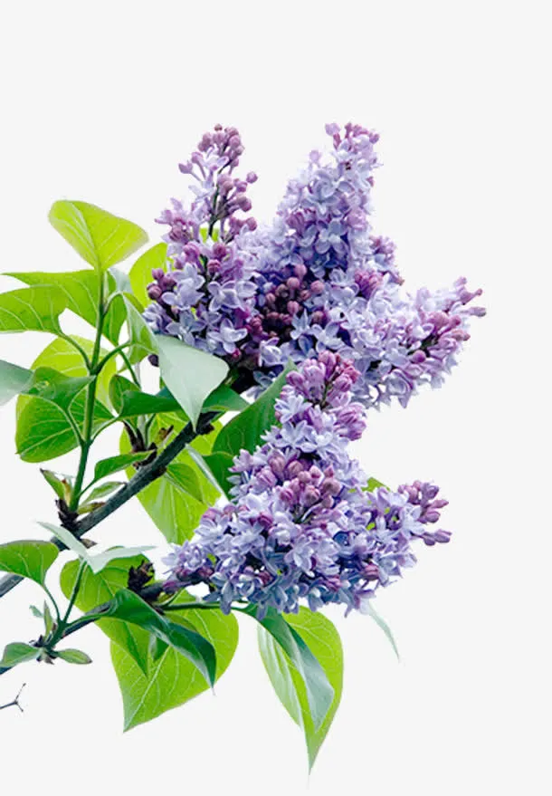 薰衣草花免抠