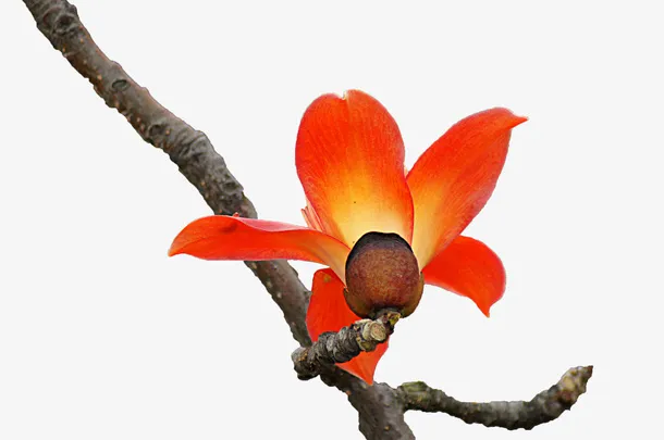 斜着枝条上一朵橘红色红棉花实拍免抠
