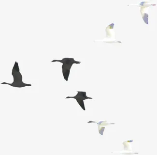 黑色水墨古典飞鸟免抠