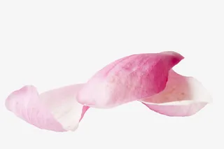 粉色玫瑰花瓣免抠