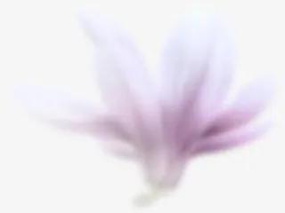 模糊花瓣 朦胧 png素材免抠