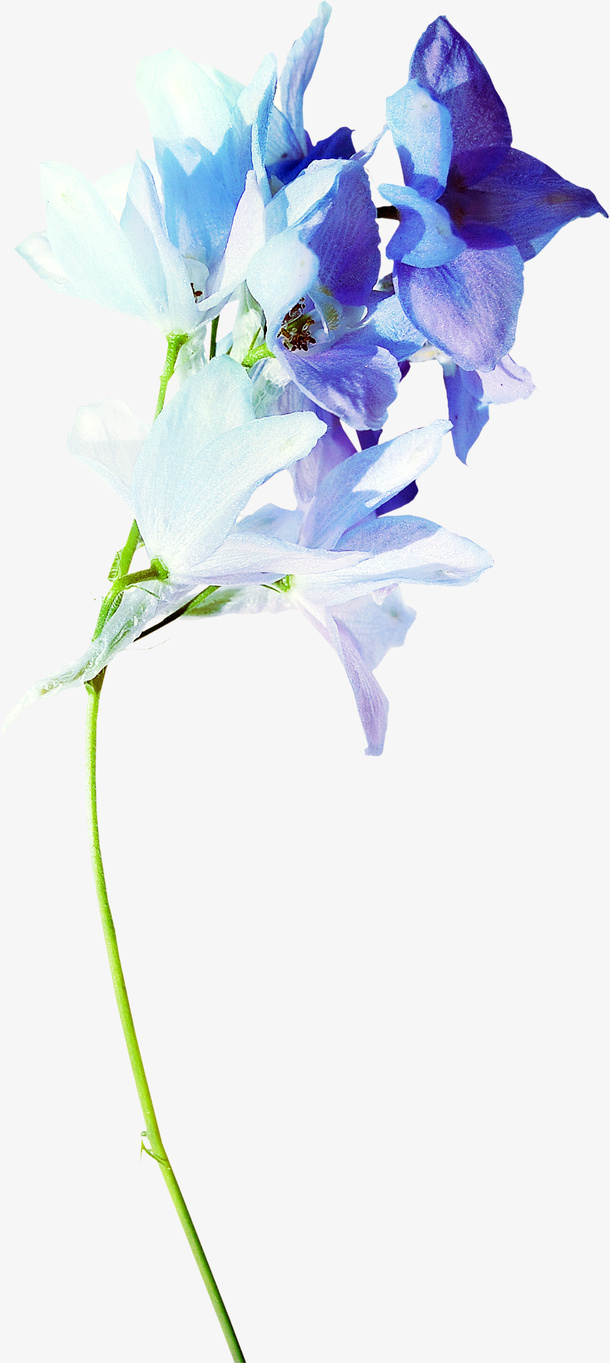 花卉免抠