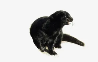 雪地上的貂免抠