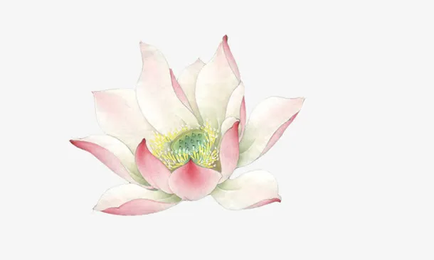 白色花朵素材梅花免抠