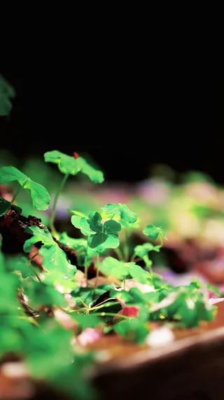 春日的一抹阳光高清