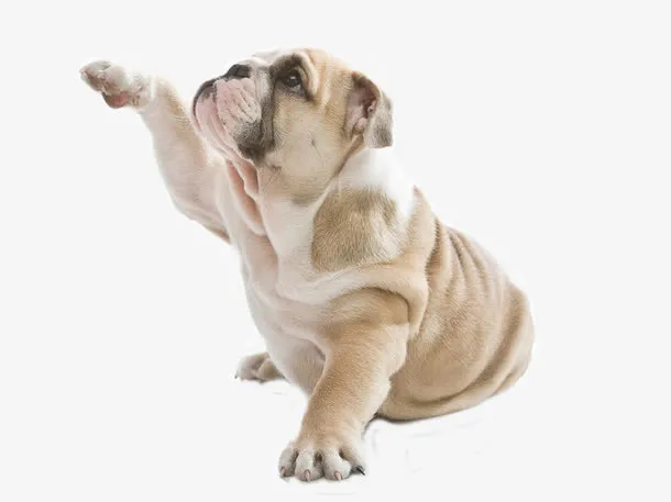 搞笑斗牛犬免抠