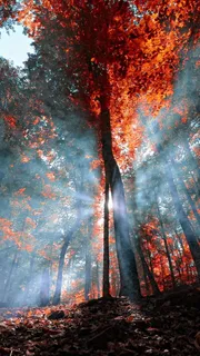 红叶林背景高清 红叶林背景高清