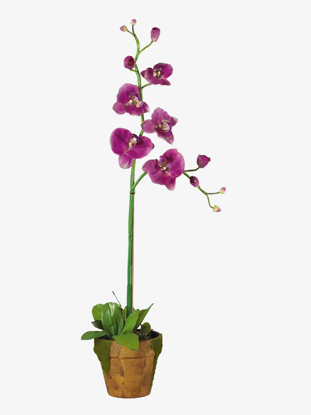 花枝免抠
