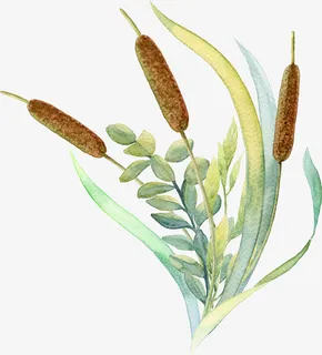 手绘狗尾巴草装饰免抠