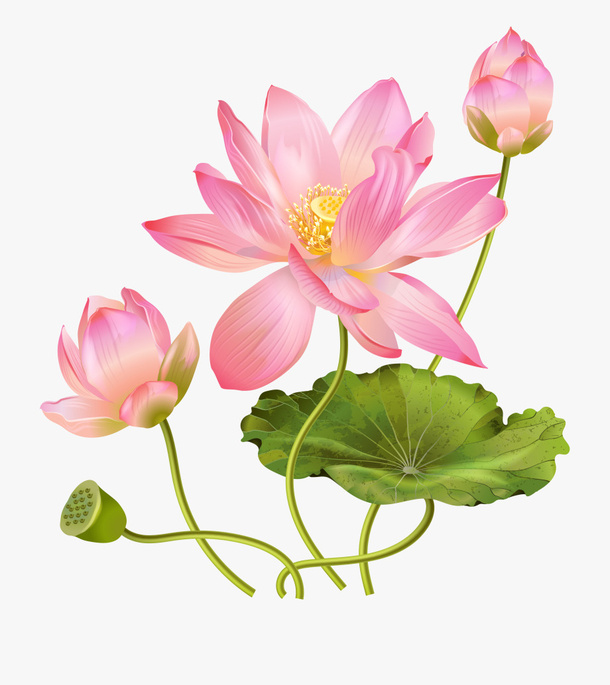 精美手绘荷叶荷花插画素材免抠