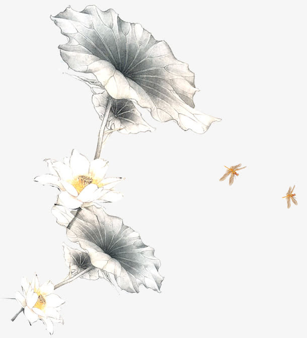 莲花莲叶免抠