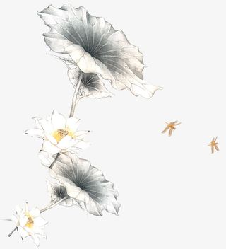 莲花莲叶免抠