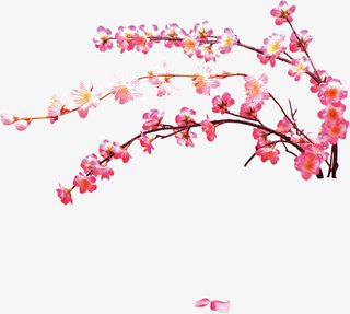 桃花朵朵出墙来免抠