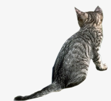 猫咪背面免抠