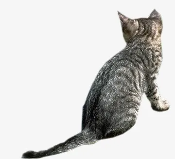 猫咪背面免抠