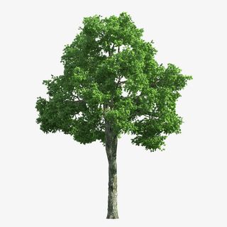 一颗桉树木图片素材免抠