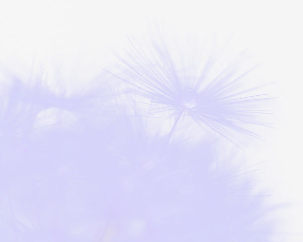 紫色蒲公英免抠