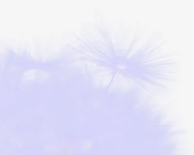 紫色蒲公英免抠