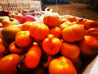 大红柿子排起来高清