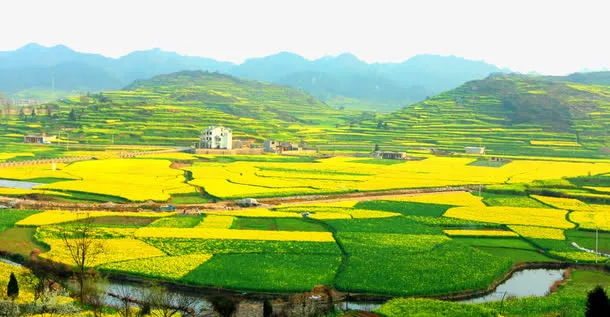 安顺龙宫油菜花免抠