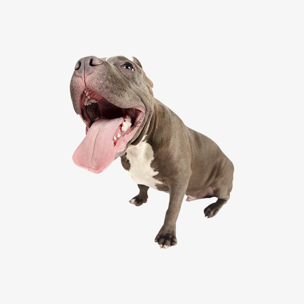 张大嘴的狗狗免抠