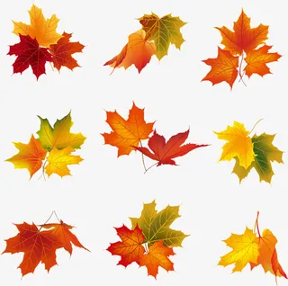 9款秋天枫叶元素免抠