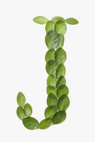 绿叶字母免抠素材免抠