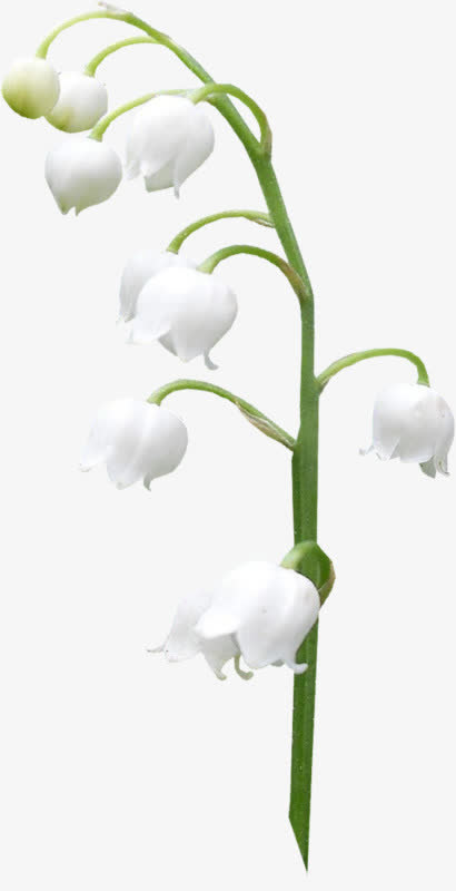 铃兰花免抠