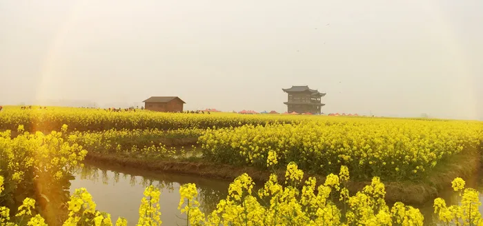 油菜花风景下载素材高清