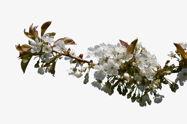 白色的梨花免抠