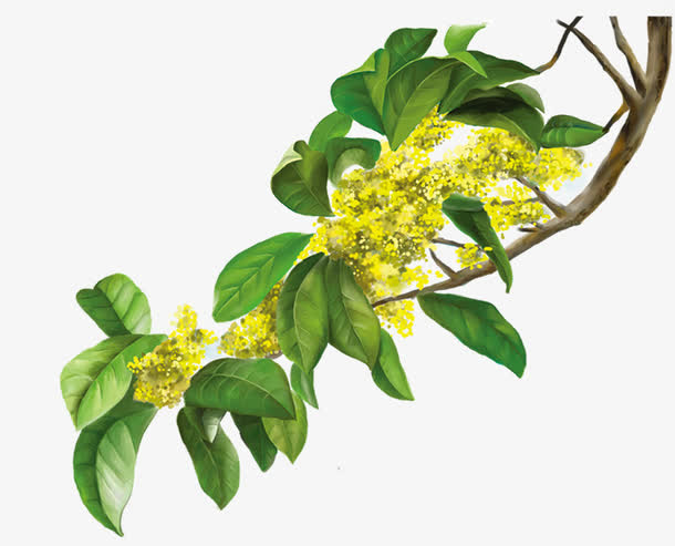 八月桂花香免抠