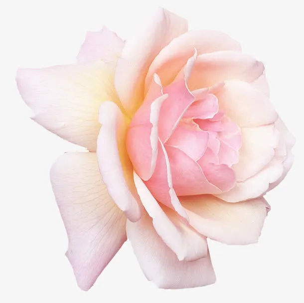 怒放的白色鲜花免抠