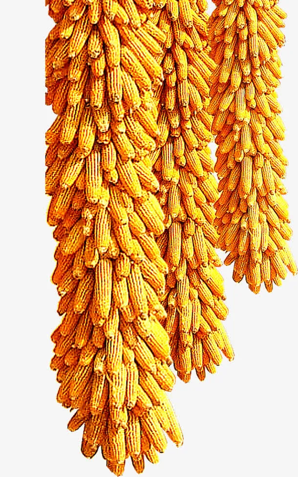 免抠透明玉米棒子免抠