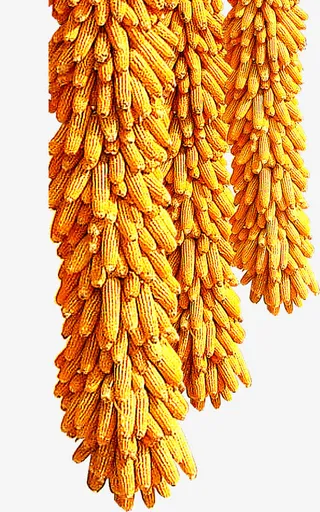 免抠透明玉米棒子免抠