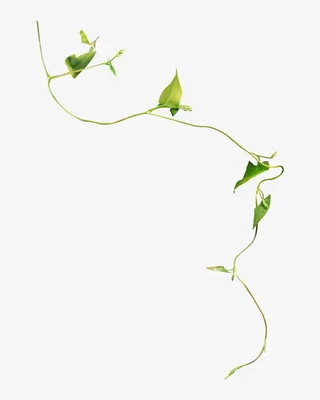 创意枝叶免抠