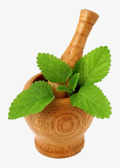 捣碎香蜂草免抠