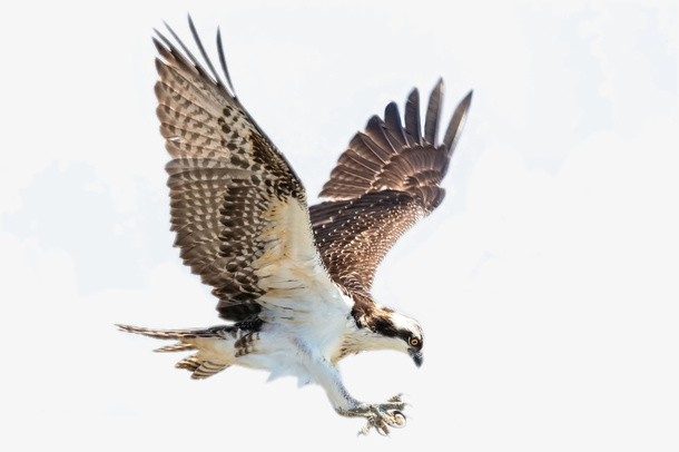 可爱 动物 猫科 玩耍免抠