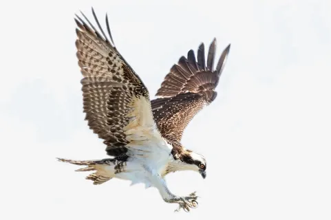 可爱 动物 猫科 玩耍免抠