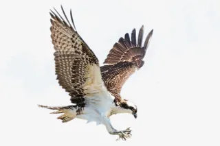 可爱 动物 猫科 玩耍免抠