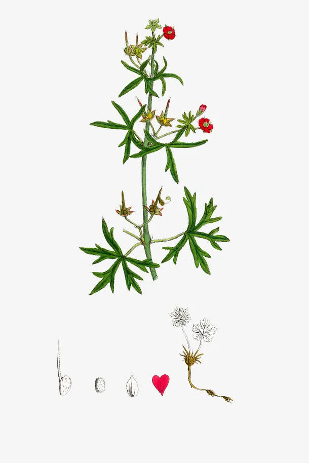 手绘天竺葵植株免抠