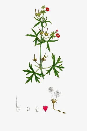 手绘天竺葵植株免抠