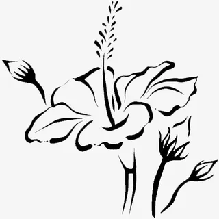 扶桑花免抠 扶桑花免抠