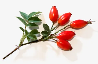 加拿大玫瑰果素材图片免抠