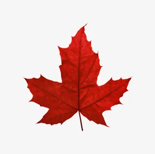 红枫叶加拿大免抠