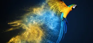 渐变鹦鹉背景装饰高清