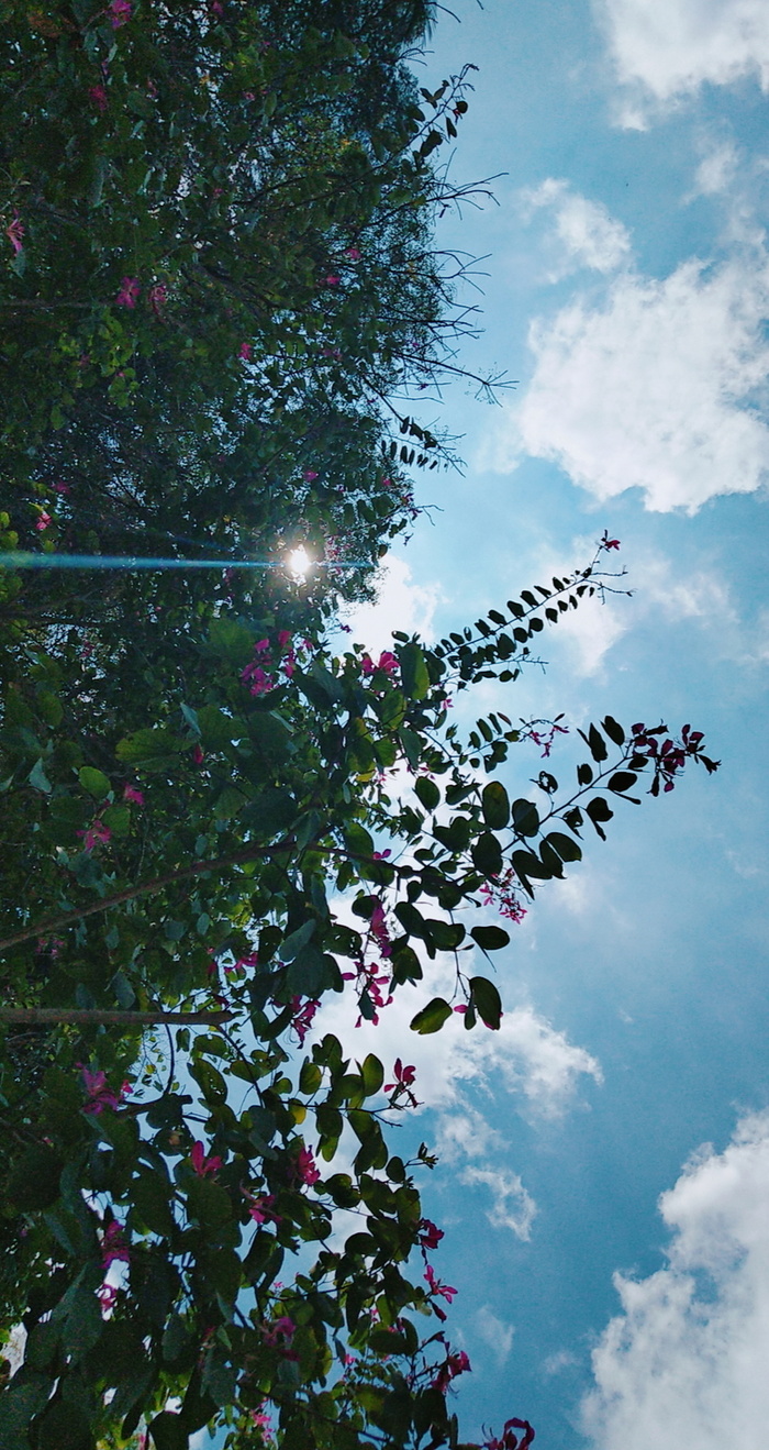 春天的紫荆花高清